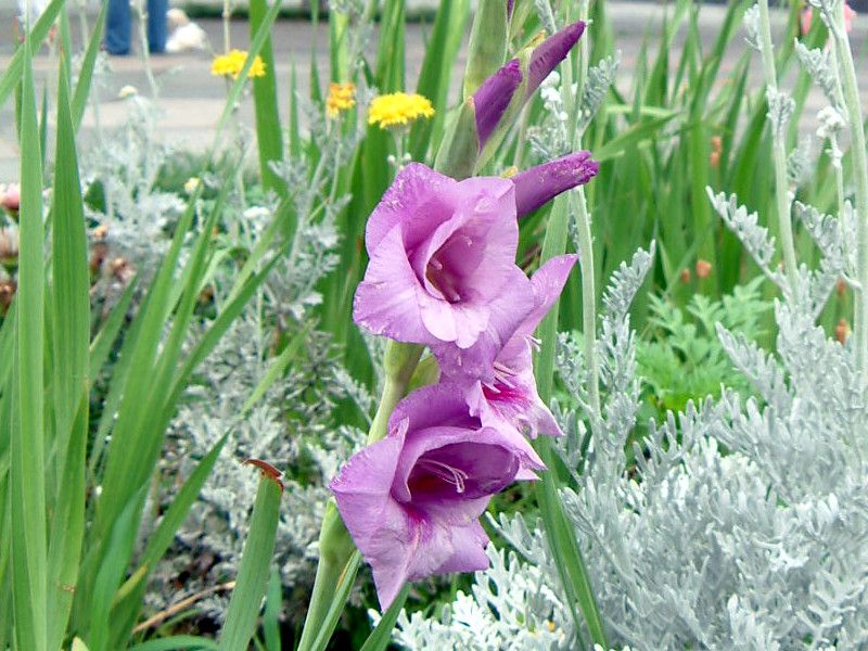 �O���W�I���X(Gladiolus)