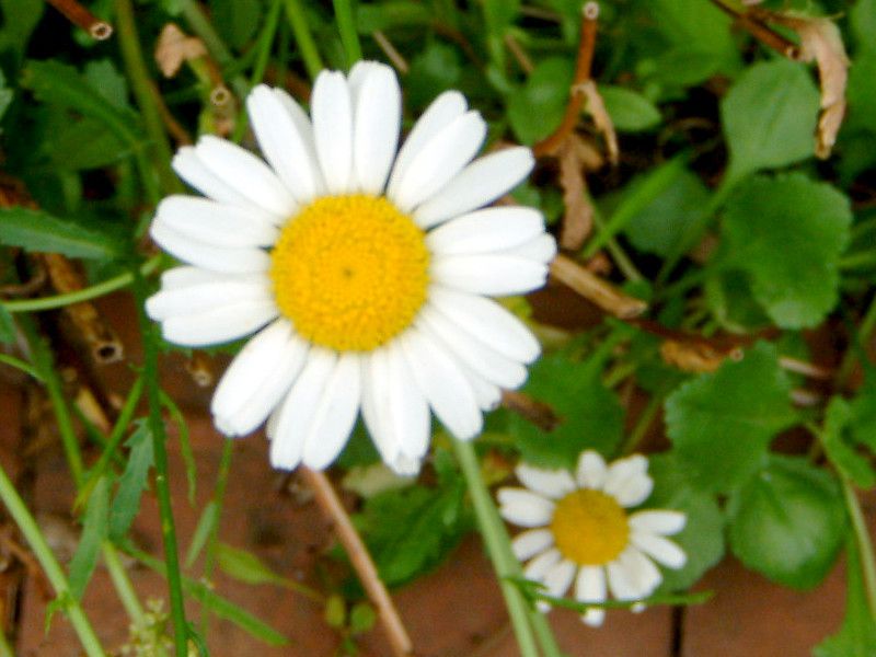 �t�����X�M�N