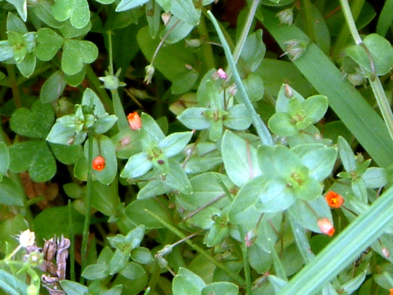 �A�J�o�i�����n�R�x�i�w���FAnagallis arvensis L.)