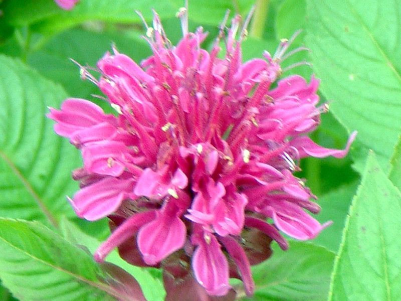 �x���K���b�g(Bergamot)