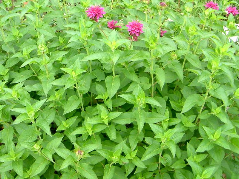 �x���K���b�g(Bergamot)