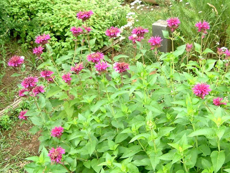 �x���K���b�g(Bergamot)