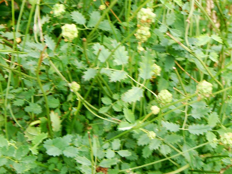 �T���_�o�[�l�b�g(Salad Burnet)