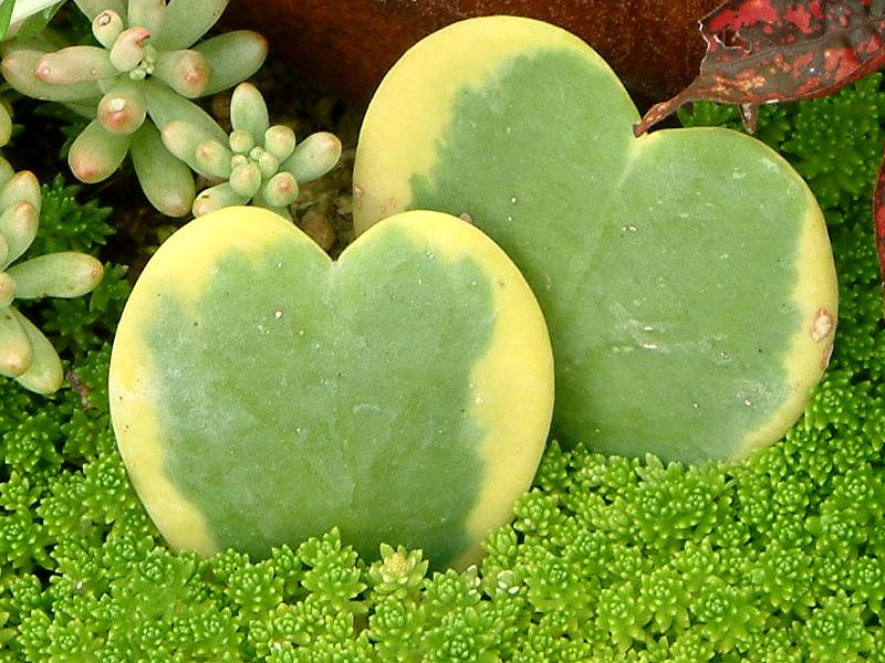 �z���E�J�[���[�iHoya kerriii�j