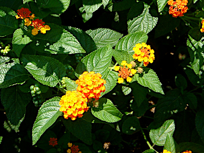 �����^�i(Lantana)