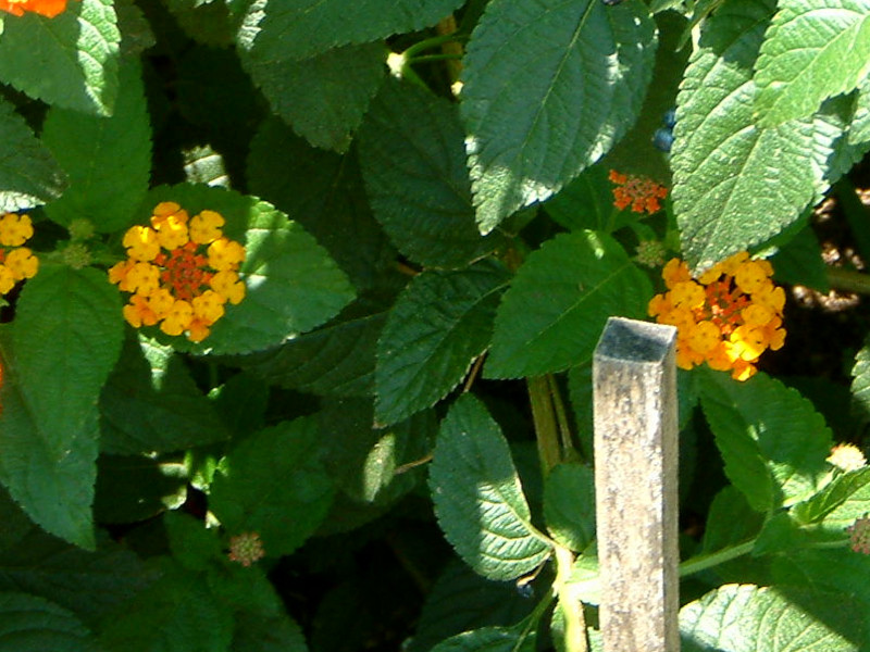 �����^�i(Lantana)