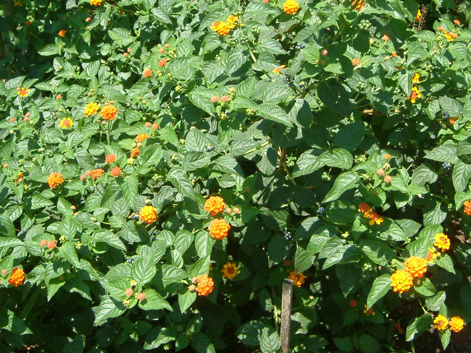 �����^�i(Lantana)