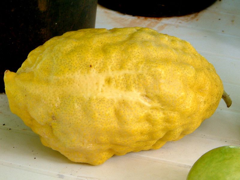 �n���C�A��������