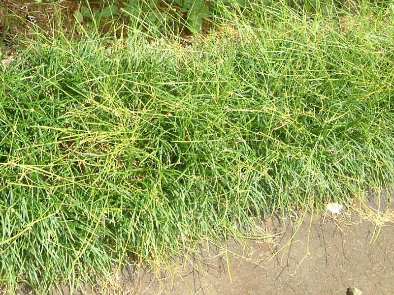 �����h�O���X�iMondo grass�j