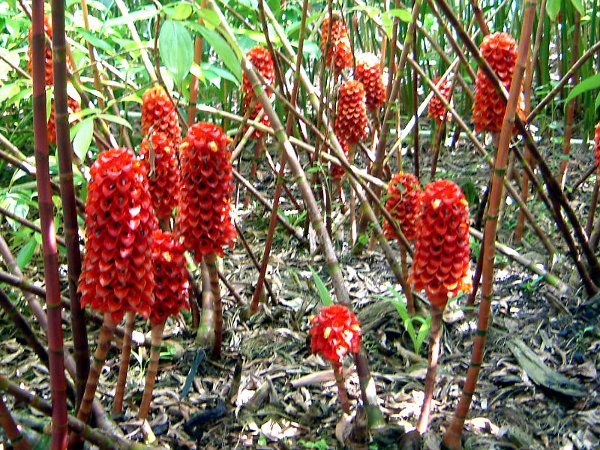 �C���h�l�V�A�� �E���b�N�X�E�W���W���[(Indonesian wax ginger)