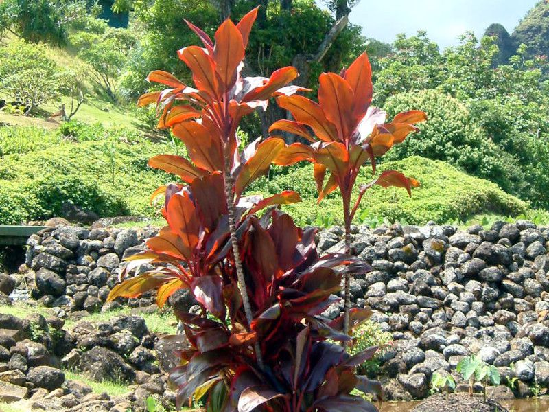 �R���f�B���l�E�e���~�i���X(Cordyline Terminalis)