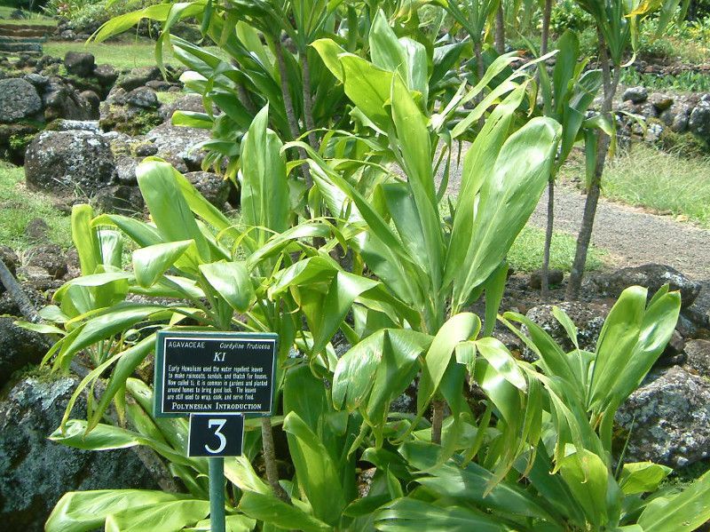 �R���f�B���l�E�e���~�i���X(Cordyline Terminalis)