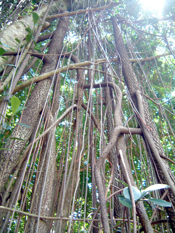�I�[�g�O���t�E�c���[(Autograph Tree)