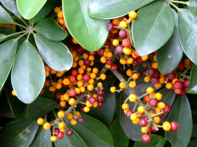 �V�F�t����(Schefflera)