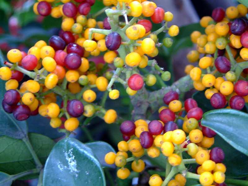 �V�F�t����(Schefflera)