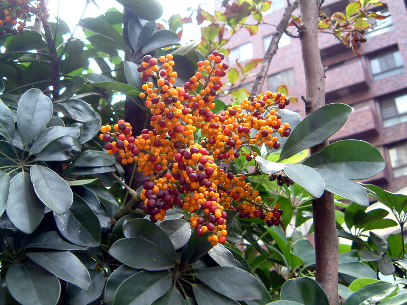 �V�F�t����(Schefflera)