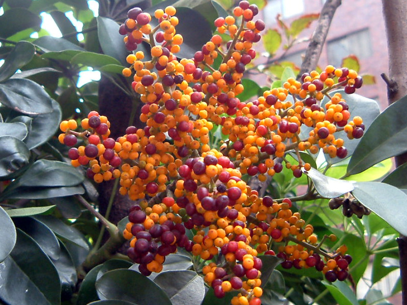 �V�F�t����(Schefflera)