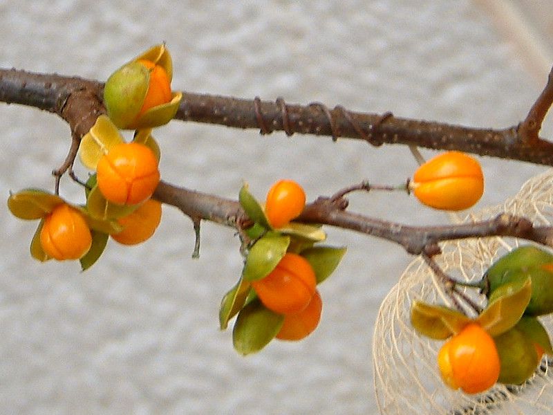 �c���E�����h�L