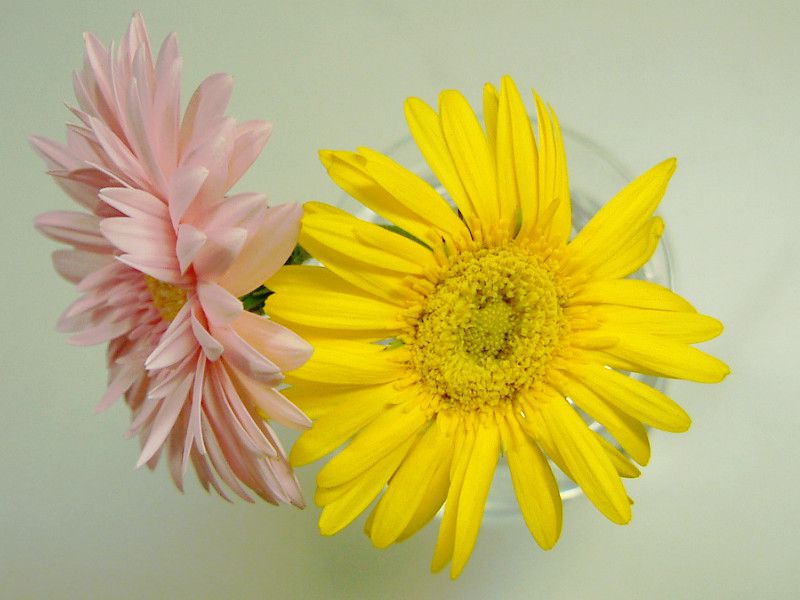 �K�[�x��(Gerbera)