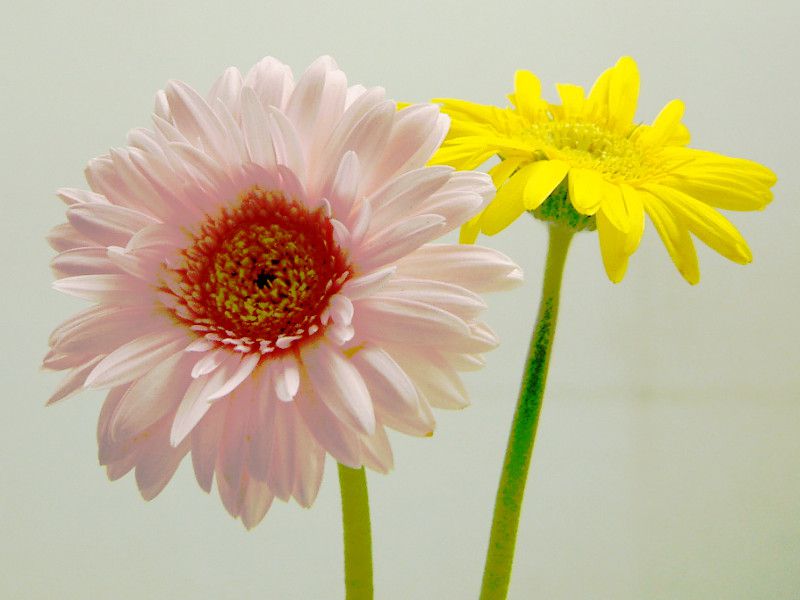 �K�[�x��(Gerbera)