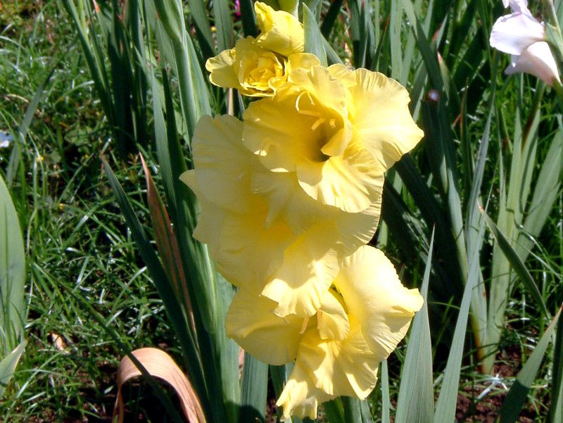 �O���W�I���X(Gladiolus)