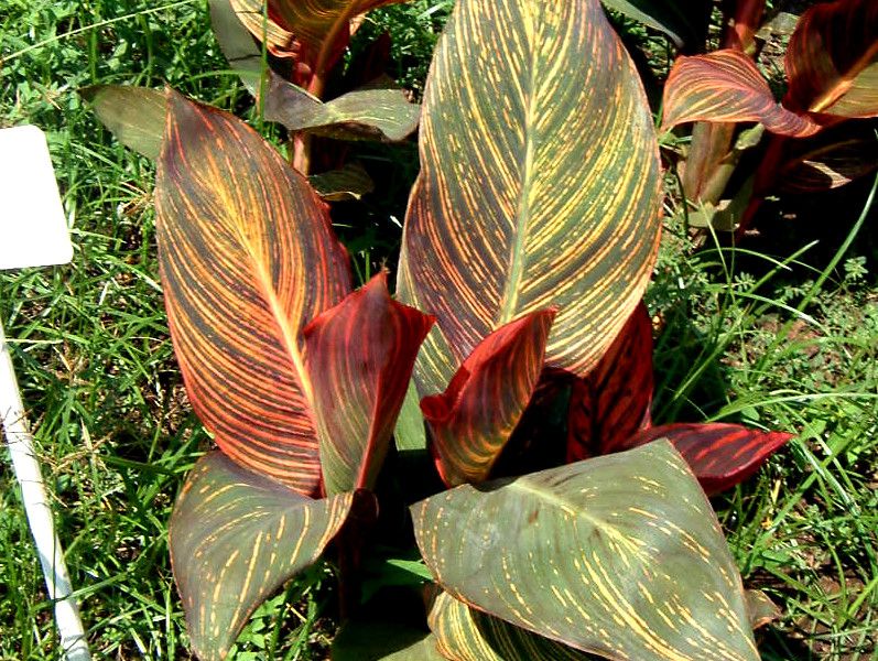�J���i(Canna)