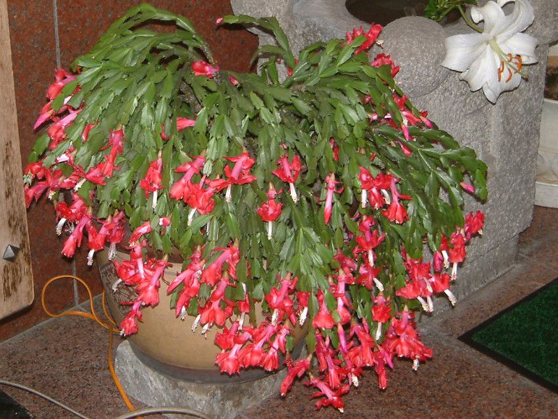 �V���R�o�T�{�e��(���u�t�T�{�e��)