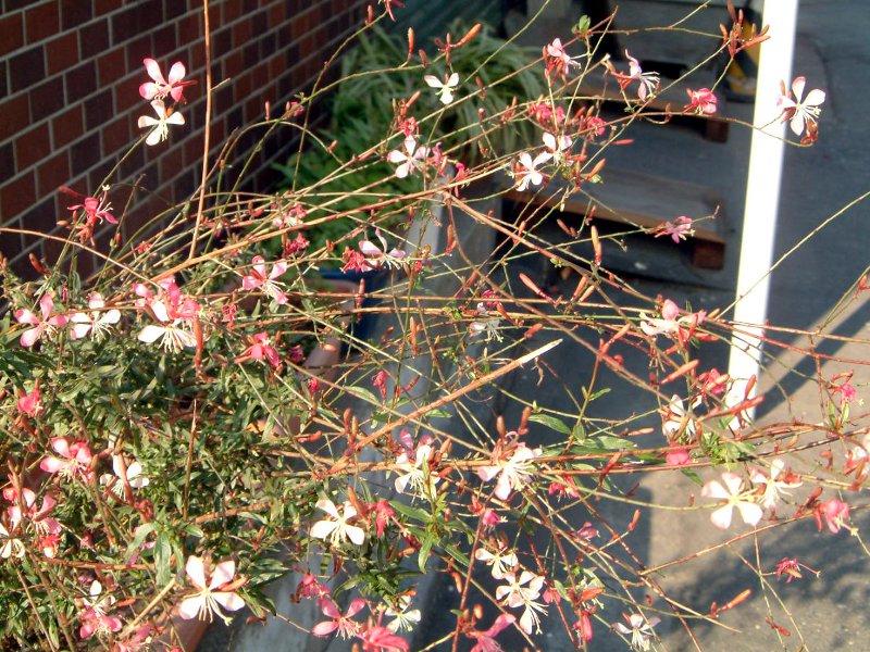 �K�E��(Gaura)
