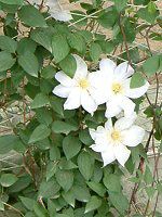 �N���}�`�X(Clematis)