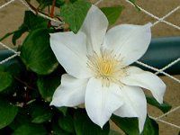 �N���}�`�X(Clematis)