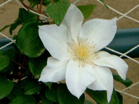 �N���}�`�X(Clematis)