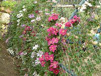 �N���}�`�X(Clematis)
