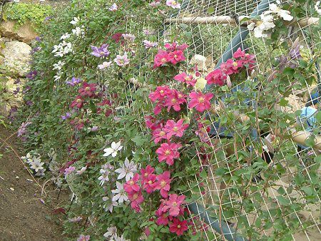 �N���}�`�X(Clematis)