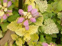 ���~�E���E�}�N���c���iLamium maculatum�j'�L���m���Y�E�S�[���h�iCannon's Gold�j'