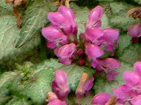 ���~�E���E�}�N���c���iLamium maculatum�j'�r�[�R���E�V�����@�[�iBeacon Silver�j'