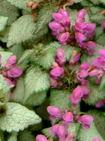 ���~�E���E�}�N���c���iLamium maculatum�j