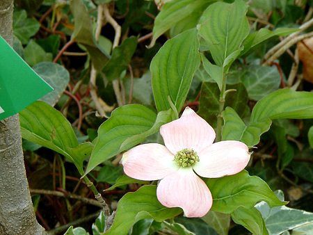 �X�e���s���N(Stellar Pink)