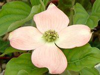 �n�C�u���b�h�E�n�i�~�Y�L �X�e���s���N(Stellar Pink)