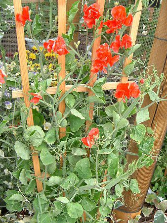 �X�C�[�g�s�[(Sweet pea)