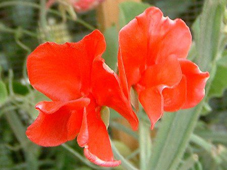 �X�C�[�g�s�[(Sweet pea)