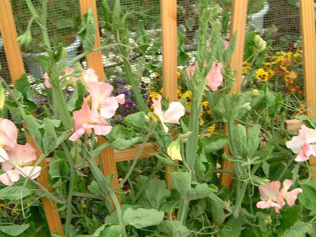 �X�C�[�g�s�[(Sweet pea)
