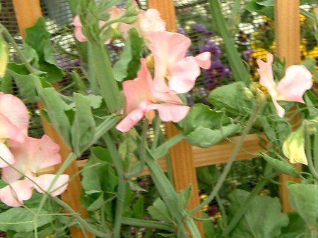 �X�C�[�g�s�[(Sweet pea)