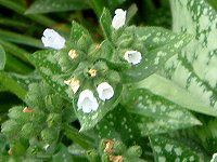 �v�����i���A�iPulmonaria�j