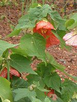 �A�u�`����(Abutilon)