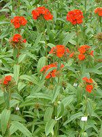 �_�C�A���T�X�E�o���o�c�X�iDianthus barbatus�j