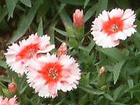 �_�C�A���T�X�E�X�m�[�t�@�C���[(Dianthus 'Snow fire')
