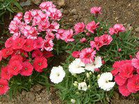 �f�B�A���c�X�@�`�l���V�X�i�Z�L�`�N�j '�J�[�y�b�g�~�b�N�X'