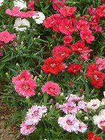 �f�B�A���c�X�E�`�l���V�X '�R���b�T������'