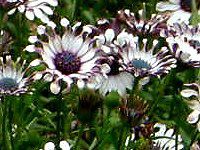 �I�X�e�I�X�y���}��(Osteospermum)