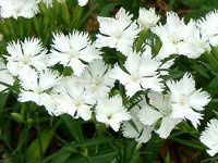 �f�B�A���c�X(Dianthus) '�t�H�g���E�z���C�g'
